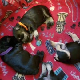 Miniature Schnauzer Puppies from Starbound Miniture Schnauzer's