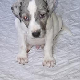 Catahoula Leopard Dog Puppies from Bradford Catahoulas