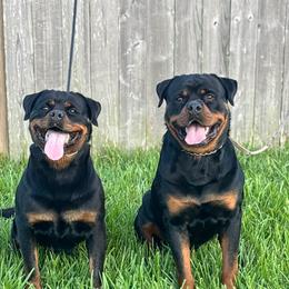 Boy 4 - Black and rust male Rottweiler puppy in San Antonio, Texas from VHWilliamsRottweilers