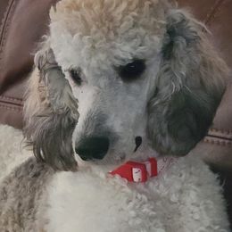 Poodles from Janet's Poodles