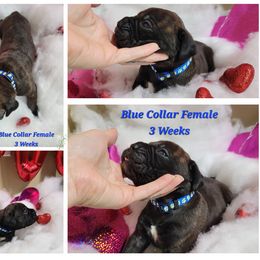 Cane Corso Puppies from Elite Empire Cane Corso