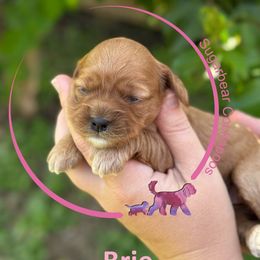 Brie - Red female Cockapoo puppy in Pledger, Texas from Sugarbear Cockapoos