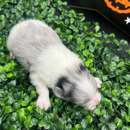 Boy 3 - Blue merle male Pomeranian puppy in Brentwood, California from Royalpawpoms