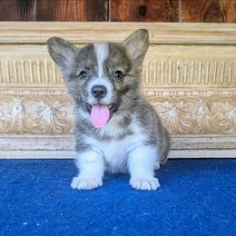 Frasier Crane - Brindle and white male American Corgi puppy in Shawnee, Oklahoma from Sunray Ranch