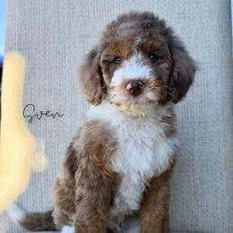 Sven - Chocolate merle male Bernedoodle puppy in Owasso, Oklahoma from Kallams Bernedoodles & Bernese Mountain Dogs