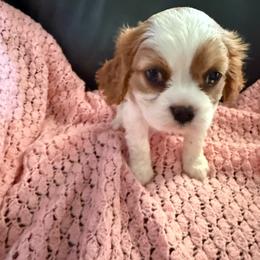 Becca - Blenheim female Cavalier King Charles Spaniel puppy in Athens, Georgia from Sandy Cross Kennels