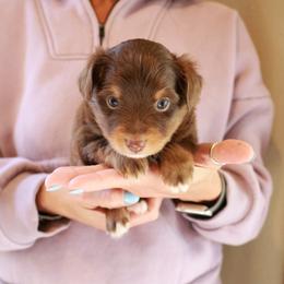 Birdie - Red tri female Toy Australian Shepherd puppy in Albia, Iowa from J Bar M Toy and Mini Aussies