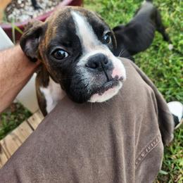 Boy 2 - Brindle male Boxer puppy in Eden Nc, North Carolina from Clearview boxers