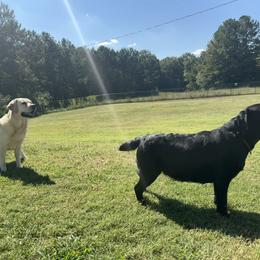 Labrador Retriever All Grown Up from Tidal Retrievers