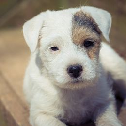 Jack Russell Terrier Puppies from Little Eden Jack Russell Terriers