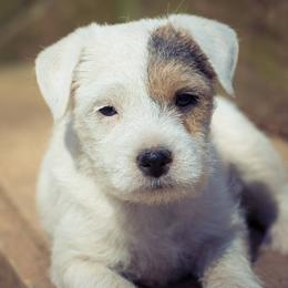 Jack Russell Terrier Puppies from Little Eden Jack Russell Terriers