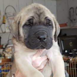 Mastiffs from Twinstar’s Mastiffs