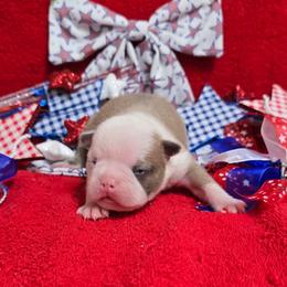 Blue Fawn Girl - Blue female Boston Terrier puppy in San Antonio, Texas from JT Bostons