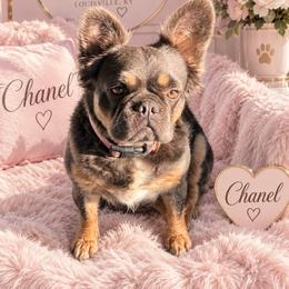 Chanel - French Bulldog