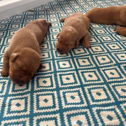 Girl 5 - Yellow female Labrador Retriever puppy in Denton, Maryland from Amber's Labrador Retrievers