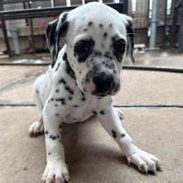 Big Rob - White and black male Dalmatian puppy in Fort Cavasos, Texas from Mainstreet Dalmation