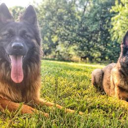 German Shepherd All Grown Up from Domus Invictus German Shepherds