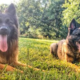 German Shepherd All Grown Up from Domus Invictus German Shepherds