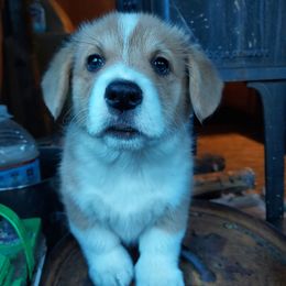 Pembroke Welsh Corgi Puppies from Gary's Pembroke Welsh Corgis