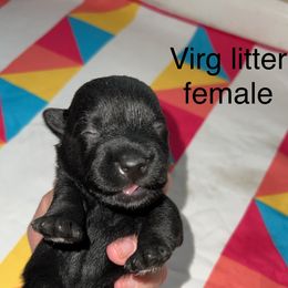 Scottish Terrier Puppies from Oodles of Cuties!