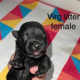 Scottish Terrier Puppies from Oodles of Cuties!