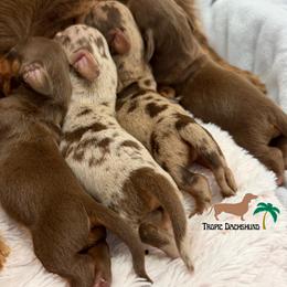Boy 1 - Chocolate and tan male Dachshund puppy in Fort Lauderdale, Florida from Tropic Dachshunds