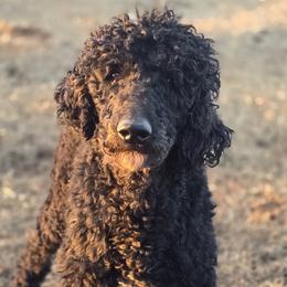Jabari - Poodle