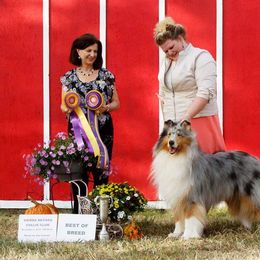 Collie and Shetland Sheepdog All Grown Up from Zandria Collies and Shelties
