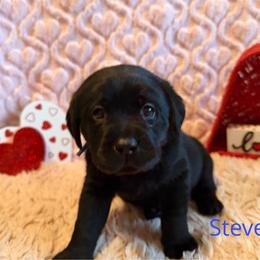 4th pick Black Male - Black male Labrador Retriever puppy in Farmington, Missouri from Granite Creek Kennel