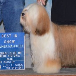 Pumik and Tibetan Terriers from TriSong TIbetan Terriers & Pumik