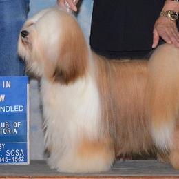 Pumik and Tibetan Terriers from TriSong TIbetan Terriers & Pumik