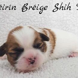 AKC Red & White Parti Male - Red and white male Shih Tzu puppy in Las Vegas, Nevada from Beirin Breige Shih Tzus