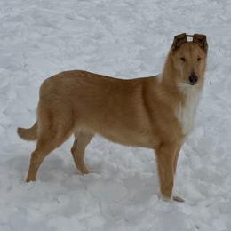 Lady - Sable female Collie puppy in Bellevue, Michigan from CrossRoads Collies