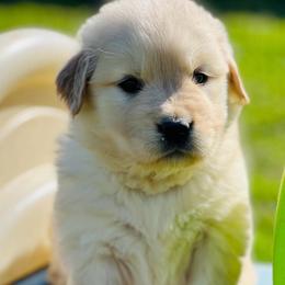 Fergie - Golden female Golden Retriever puppy in Saint Pauls, North Carolina from Copperfield’s Goldens
