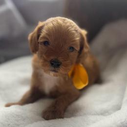 Sadie - Red female Cavapoo puppy in Ville Platte, Louisiana from The Barkery