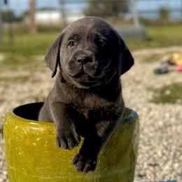 Bramble (Black Collar) - Charcoal male Dilute Retriever puppy in Baldwin City, Kansas from Hedge Lane Labradors