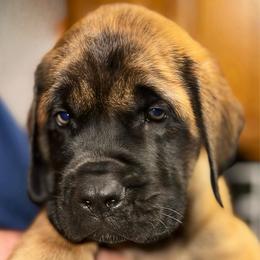 Finn - Apricot male Mastiff puppy in Carthage, Missouri from Mama’s Mastiffs