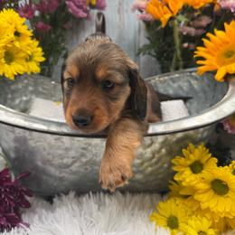 Cadbury - Red male Dachshund puppy in Waynesville, North Carolina from Blue Ridge Doxies