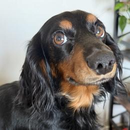 Pickle - Dachshund