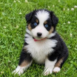 Cherry - Black tri-color female Australian Shepherd puppy in Howardsville, Virginia from Spectacular Aussies and Cavaliers