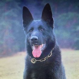Boran - German Shepherd