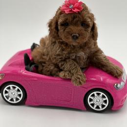 Goldendoodle, Shorkie, and Yorkshire Terrier Puppies from Jenny La Bone