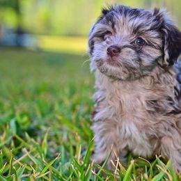 Havapoo and Pomsky Puppies from Pearl of the Orient Seas