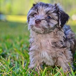 Havapoo and Pomsky Puppies from Pearl of the Orient Seas