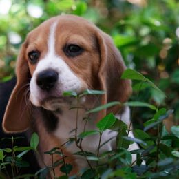 Beagle Puppies from Lokavi Beagles