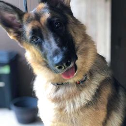 Brinkley - German Shepherd