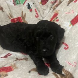 Cooper - Black male Goldendoodle puppy in Centralia, Missouri from Oodles Of Doodles Mo.