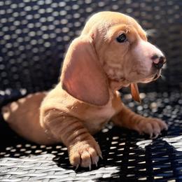 Nobu - Red male Dachshund puppy in Brownsville, California from Pine & Pasture Dachshunds