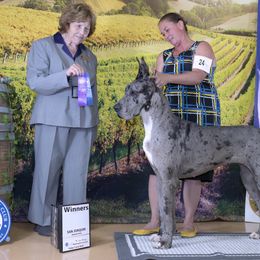 Great Danes from GEM Danes