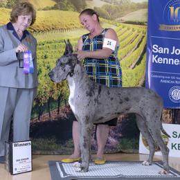 Great Danes from GEM Danes